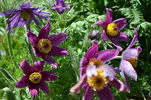 FAQ. purpleflowers